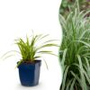 Carex morrowii Ice Dance - Japanse Zegge - Groenblijvend - Creme-Groen - 12 Planten