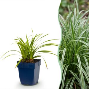 Carex morrowii Ice Dance - Japanse Zegge - Groenblijvend - Creme-Groen - 12 Planten
