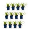 Carex morrowii Ice Dance - Japanse Zegge - Groenblijvend - Creme-Groen - 12 Planten