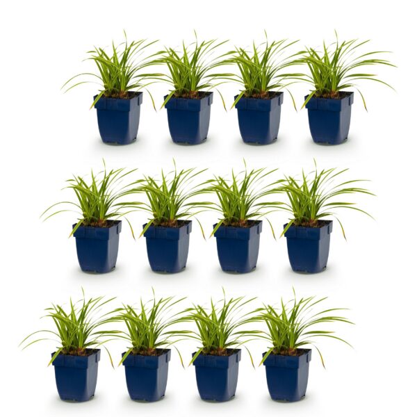 thumbnail_6000-903.jpg Carex morrowii Ice Dance - Japanse Zegge - Groenblijvend - Creme-Groen - 12 Planten