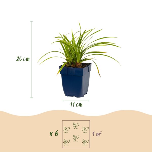 thumbnail_6000-904.jpg Carex morrowii Ice Dance - Japanse Zegge - Groenblijvend - Creme-Groen - 12 Planten