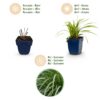 Carex morrowii Ice Dance - Japanse Zegge - Groenblijvend - Creme-Groen - 12 Planten