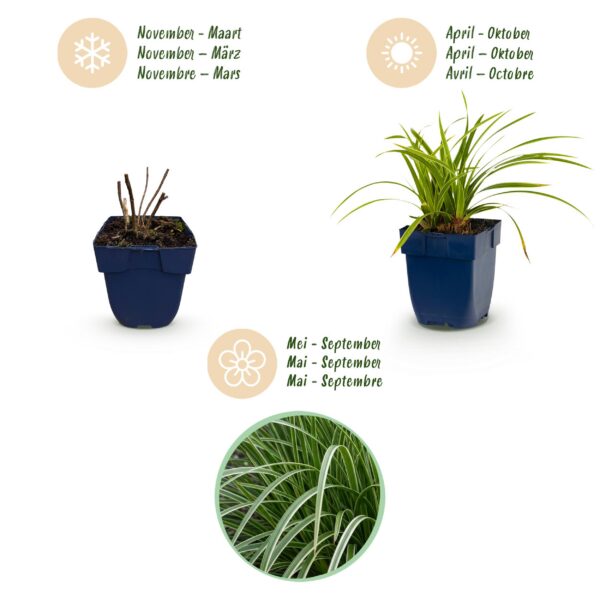 thumbnail_6000-905.jpg Carex morrowii Ice Dance - Japanse Zegge - Groenblijvend - Creme-Groen - 12 Planten