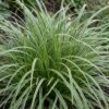 Carex morrowii Ice Dance - Japanse Zegge - Groenblijvend - Creme-Groen - 12 Planten