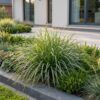 Carex morrowii Ice Dance - Japanse Zegge - Groenblijvend - Creme-Groen - 12 Planten