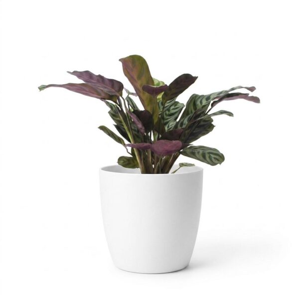 thumbnail_6000-91.jpg Ctenanthe Burle Marxii - Visgraatplant - met Potter Wit