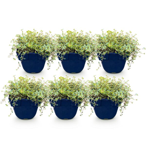 thumbnail_6000-915.jpg Thymus praecox Minor - KruipTijm - Geurend - Roze - 6 Planten