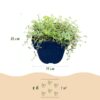 Thymus praecox Minor - KruipTijm - Geurend - Roze - 6 Planten