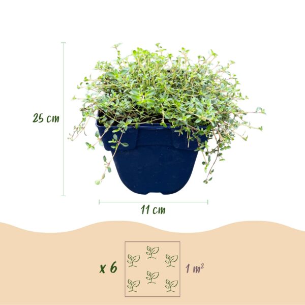 thumbnail_6000-916.jpg Thymus praecox Minor - KruipTijm - Geurend - Roze - 6 Planten