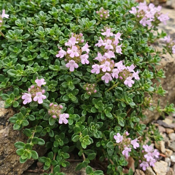 thumbnail_6000-918.jpg Thymus praecox Minor - KruipTijm - Geurend - Roze - 6 Planten