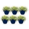 Thymus praecox Red Carpet - KruipTijm - Geurend - Rood-Roze - 6 Planten
