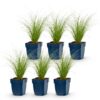 Stipa tenuissima Ponytails - Vedergras - Groenblijvend - Groen - 6 Planten