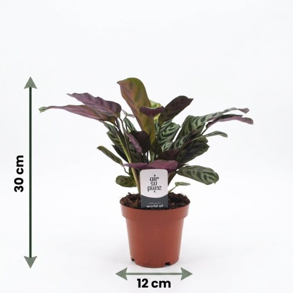 thumbnail_6000-94.jpg Ctenanthe Burle Marxii - Visgraatplant - met Potter Wit