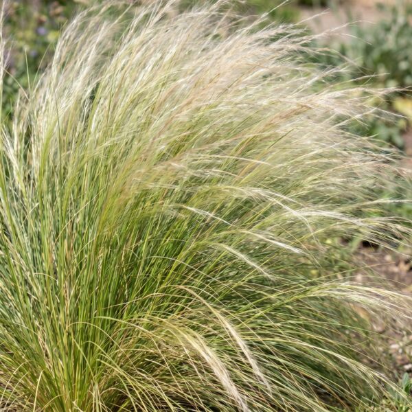 Stipa tenuissima Ponytails - Vedergras - Groenblijvend - Groen - 6 Planten