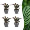 Ctenanthe Burle Marxii - Visgraatplant - 4 Planten - met Potter Grijs