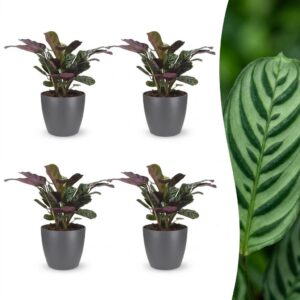 thumbnail_6000-95.jpg Ctenanthe Burle Marxii - Visgraatplant - 4 Planten - met Potter Grijs