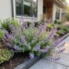 Nepeta faassenii - Kattenkruid - Bijen- en vlinderlokkers - Paars - 6 Planten