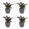 Ctenanthe Burle Marxii - Visgraatplant - 4 Planten - met Potter Grijs