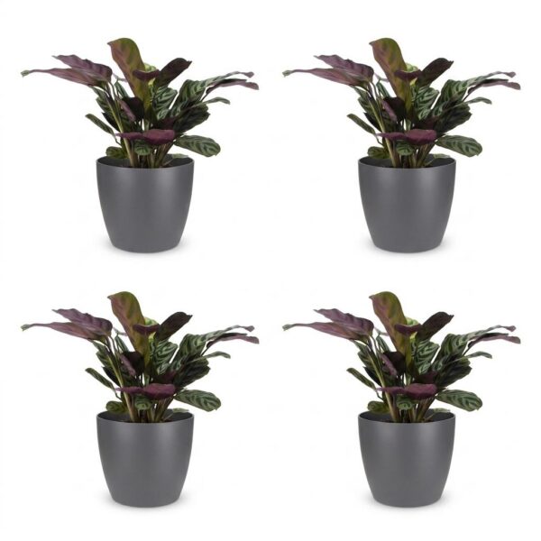 thumbnail_6000-96.jpg Ctenanthe Burle Marxii - Visgraatplant - 4 Planten - met Potter Grijs