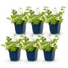 Nepeta faassenii 'Six Hills Giant' - Kattenkruid - Bijen- en vlinderlokkers - Paars - 6 Planten