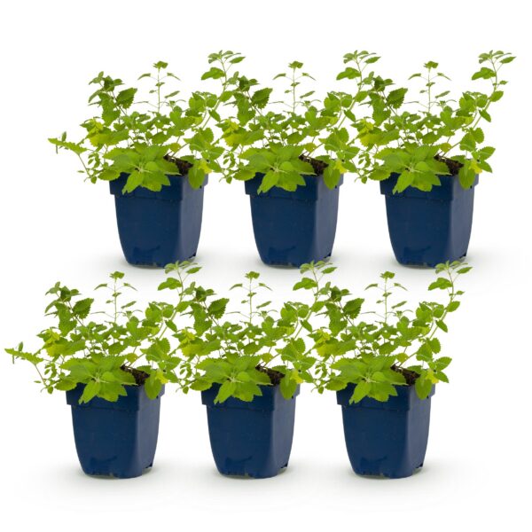 thumbnail_6000-963.jpg Nepeta faassenii 'Six Hills Giant' - Kattenkruid - Bijen- en vlinderlokkers - Paars - 6 Planten