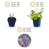 Nepeta faassenii 'Six Hills Giant' - Kattenkruid - Bijen- en vlinderlokkers - Paars - 6 Planten