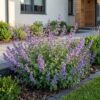 Nepeta faassenii 'Six Hills Giant' - Kattenkruid - Bijen- en vlinderlokkers - Paars - 6 Planten