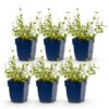 Nepeta rac. Grog - Kattenkruid - Bijen- en vlinderlokkers - Blauw - 6 Planten