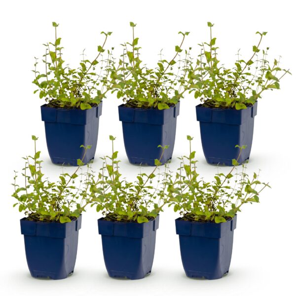 Nepeta rac. Grog - Kattenkruid - Bijen- en vlinderlokkers - Blauw - 6 Planten