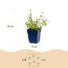 Nepeta rac. Grog - Kattenkruid - Bijen- en vlinderlokkers - Blauw - 6 Planten
