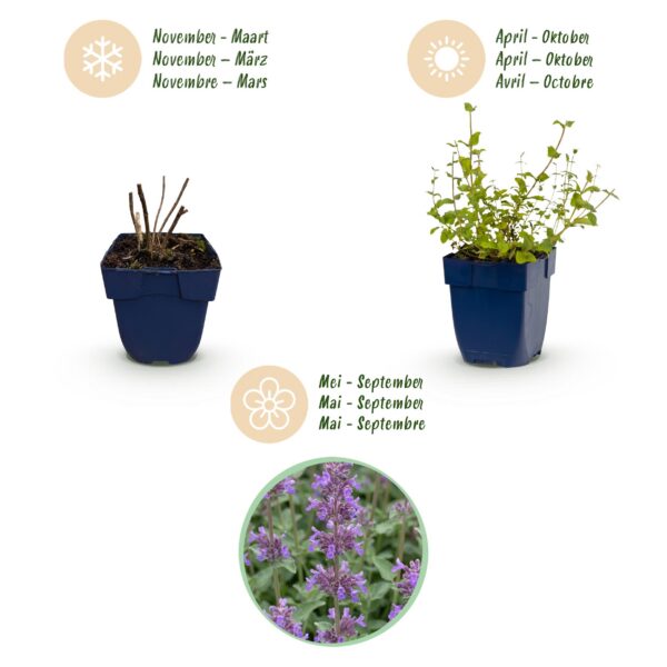 Nepeta rac. Grog - Kattenkruid - Bijen- en vlinderlokkers - Blauw - 6 Planten