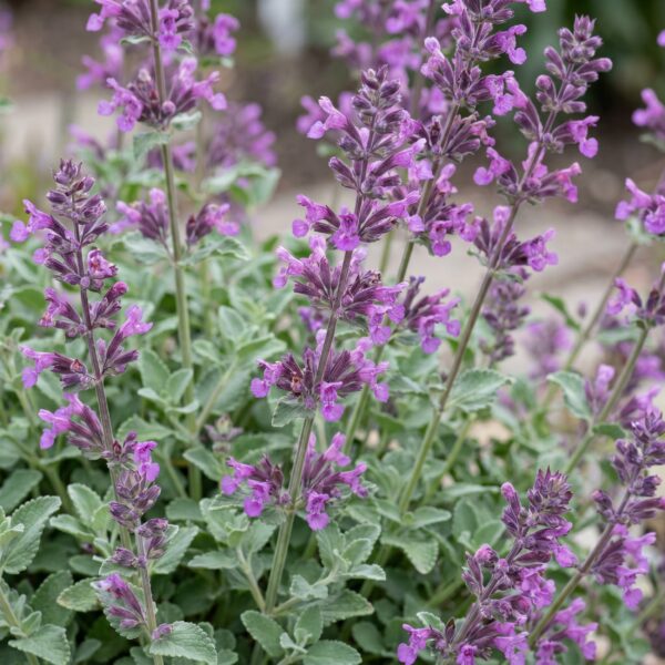 Nepeta rac. Grog - Kattenkruid - Bijen- en vlinderlokkers - Blauw - 6 Planten