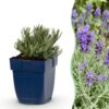 Lavandula ang. Dwarf Blue - Lavendel - Geurend - Paars - 6 Planten