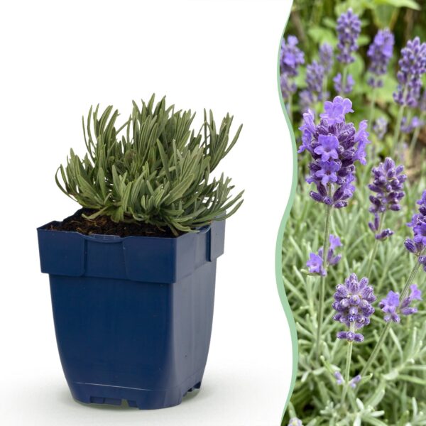 thumbnail_6000-986.jpg Lavandula ang. Dwarf Blue - Lavendel - Geurend - Paars - 6 Planten