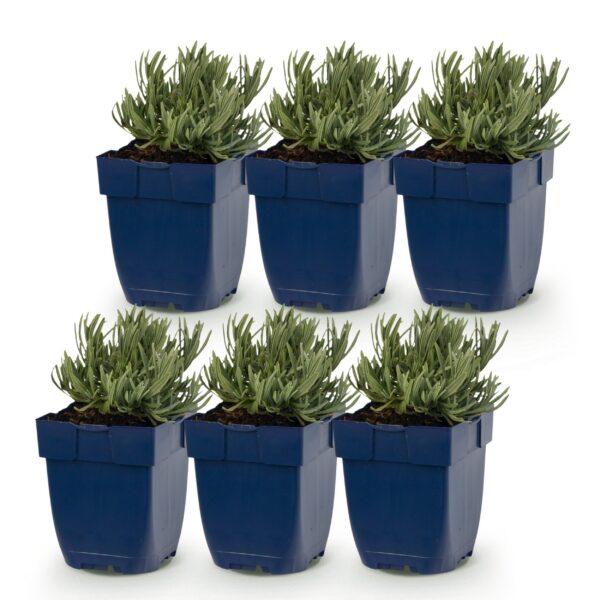 thumbnail_6000-987.jpg Lavandula ang. Dwarf Blue - Lavendel - Geurend - Paars - 6 Planten