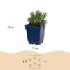 Lavandula ang. Dwarf Blue - Lavendel - Geurend - Paars - 6 Planten