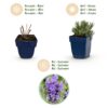 Lavandula ang. Dwarf Blue - Lavendel - Geurend - Paars - 6 Planten