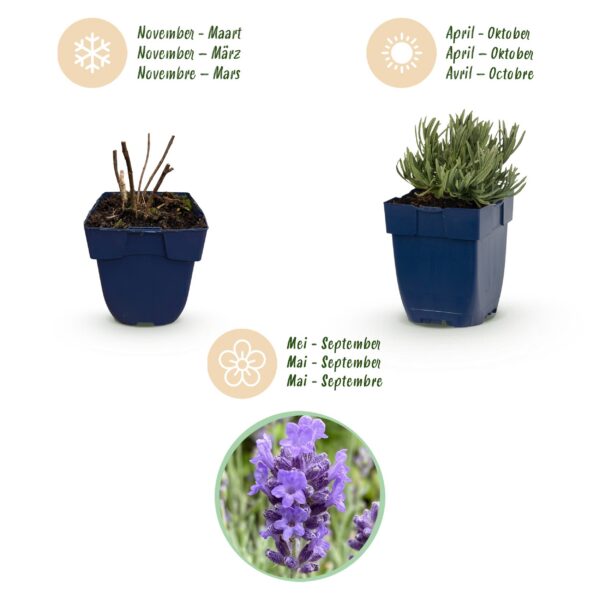 thumbnail_6000-989.jpg Lavandula ang. Dwarf Blue - Lavendel - Geurend - Paars - 6 Planten