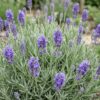 Lavandula ang. Dwarf Blue - Lavendel - Geurend - Paars - 6 Planten