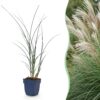 Miscanthus sin. Gracillimus - Pampusgras - Met Pluim - Groen - 6 Planten
