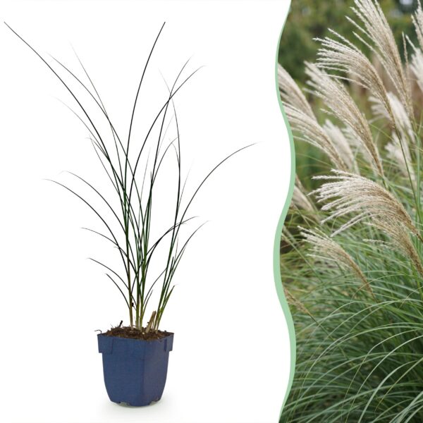 Miscanthus sin. Gracillimus - Pampusgras - Met Pluim - Groen - 6 Planten