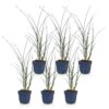 Miscanthus sin. Gracillimus - Pampusgras - Met Pluim - Groen - 6 Planten
