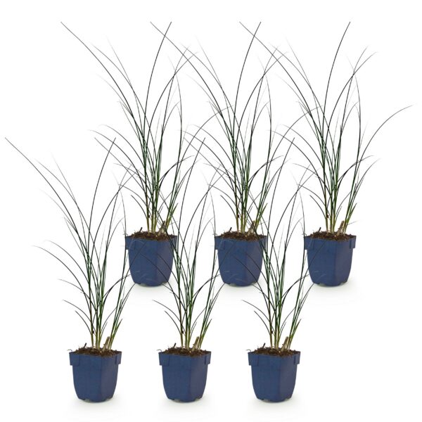 Miscanthus sin. Gracillimus - Pampusgras - Met Pluim - Groen - 6 Planten