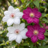 Clematis Duo Pink & White - Bosrank - Wit - Roze - Klimplant | 6 stuks