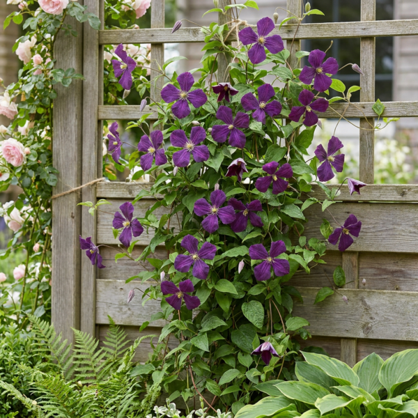 Clematis Viticella Polish Spirit - Bosrank - Paars - Klimplant
