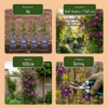 Clematis Viticella Polish Spirit - Bosrank - Paars - Klimplant