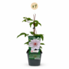 Clematis Miss Bateman - Bosrank Miss Bateman - Wit - Klimplant