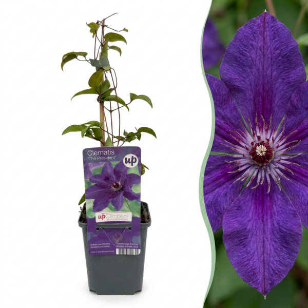thumbnail_6000-109.png Clematis The President - Bosrank De President - Paars - Klimplant