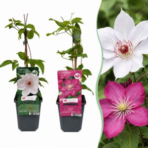 Clematis Duo Pink & White - Bosrank - Wit - Roze - Klimplant | 4 stuks