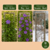 Clematis The President - Bosrank De President - Paars - Klimplant